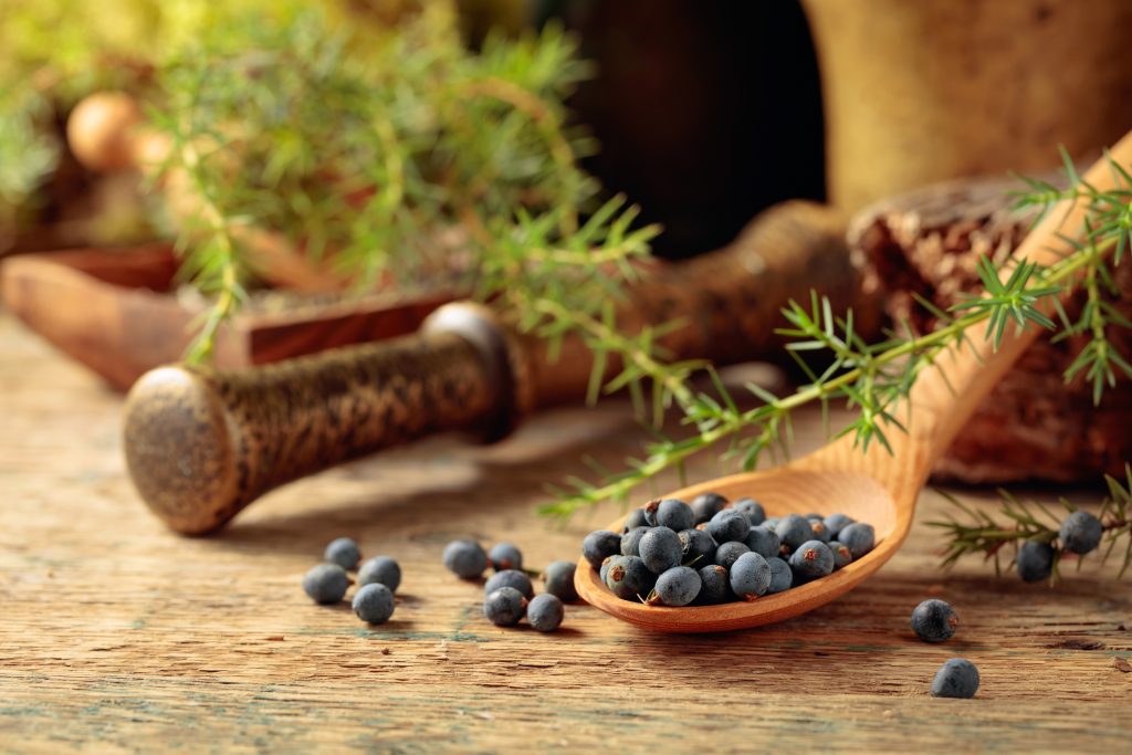 Juniper berries on a old wooden table. In the background branches of juniper and brass mortar with pestle. Focus on a wooden spoon with berries.